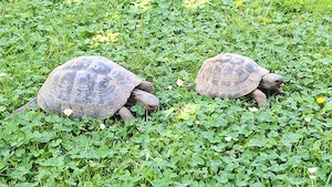 Pärchem gr. Landschildkröten