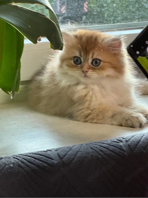 Reinrassige BKH BLH Kitten Abgabe bereit