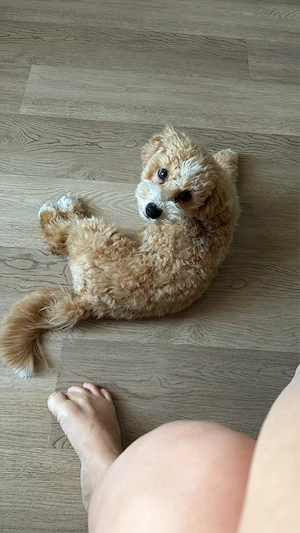 Maltipoo Junge 