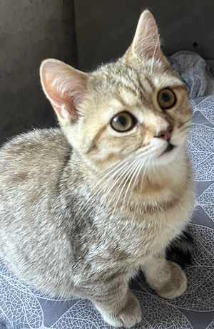 Bkh Kitten Stammbaum Golden Shaded  Tabby ABHOLBEREIT Komplett Geimpft Entwurmt Impfausweis 