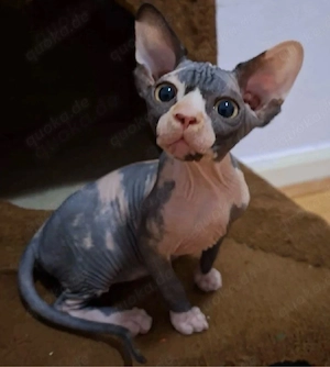 Sphynx-Katze cleo 