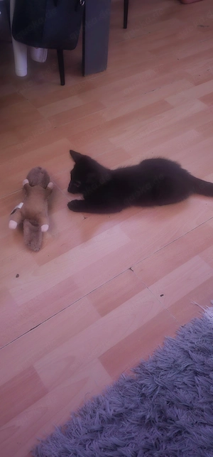 2 Katzen Kinder Jungs suchen noch 