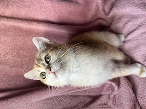BKH Kitten Golden Stammbaum ABHOLBEREIT Geimpft 