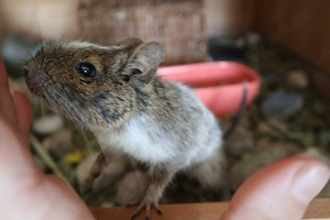 Degu Sven (Eunuch) sucht Anschluss
