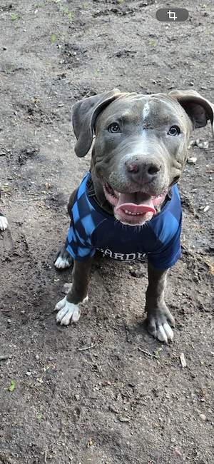 American Bully abzugeben