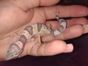 5 Wunderschöne Leopardengeckos Mädchen 