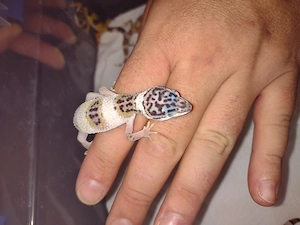 5 Wunderschöne Leopardengeckos Mädchen 
