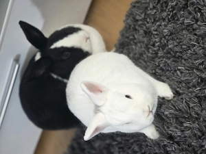 Kaninchen in gute Hände abzugeben 