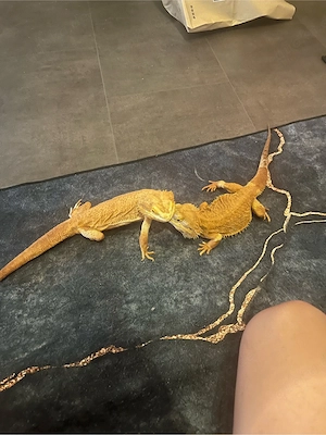  2 bartagame