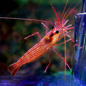 Lysmata Wurdemanni Garnele 