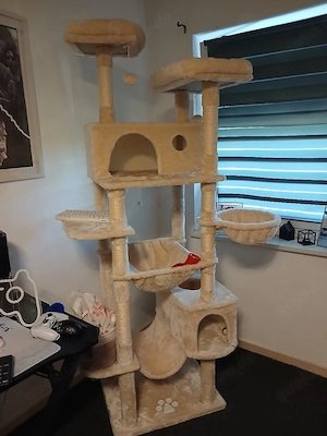 BKH Katze 