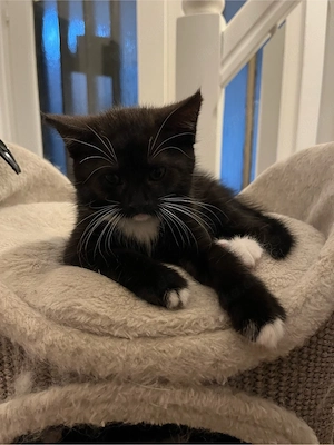 Norweger Britisch-Langhaar  Hauskatze- Kitten in liebevolle Hände abzugeben