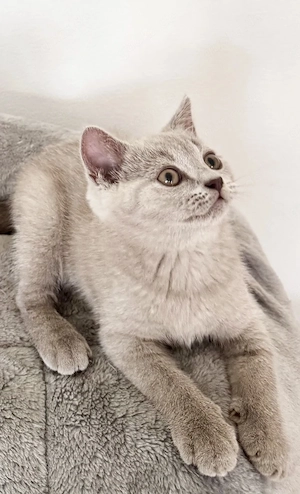 BKH Lilac Abgabe bereit! 
