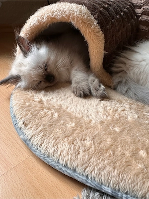 Reinrassige Ragdollkitten