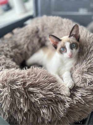 Siam Snowshoe kitten Bild 3
