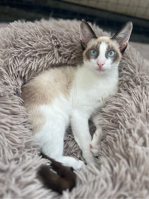 Siam Snowshoe kitten Bild 4