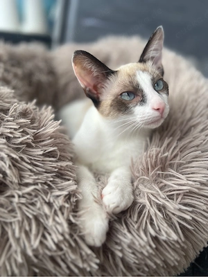 Siam Snowshoe kitten Bild 2