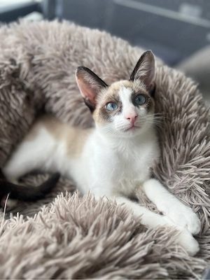 Siam Snowshoe kitten