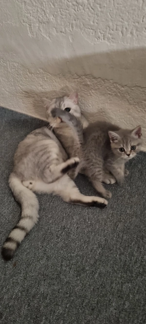 Beide sind britische Kater. Der größere ist 10 Monate alt, sehr sauber und wohlerzogen, frisst alles