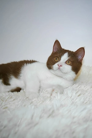 Wunderschöne, 3 Monate alte Maine Coon sucht ein Zuhause für immer.   