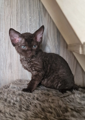 Hübsche Devon Rex Kitten können im Alter von 12 Wochen umziehen 