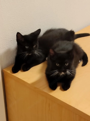 4 Katzen suchen neu Zuhause 