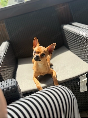 Liebevolles Zuhause für unseren Chihuahua Rüde gesucht 