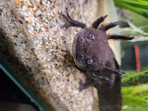 verkaufe 4 Axolotl 