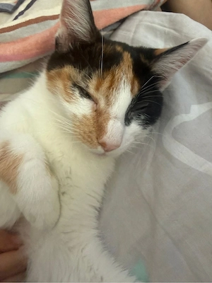 suche schönes zuhause für meine katzen 