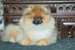 Süßer Pomeranian (Deutscher Zwergspitz) Welpe zu verkaufen