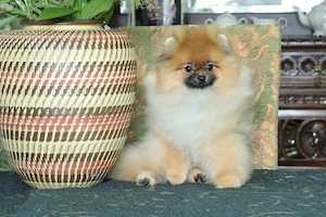 Süßer Pomeranian (Deutscher Zwergspitz) Junghund zu verkaufen