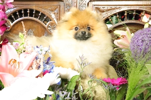 Süßer Pomeranian (Deutscher Zwergspitz) Welpe zu verkaufen