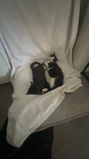 Zwei liebevolle Katzenbabys suchen ein Zuhause
