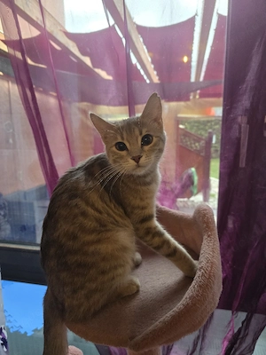 Bengal-Mix 
