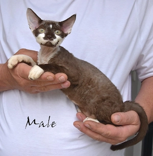 Exklusive Devon Rex Kitten mit Stammbaum   liebevoll aufgezogen ( weiblich und männlich)