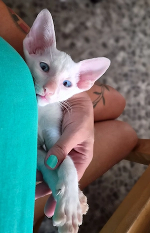 Bildhübscher Orientalisch Kurzhaar Kater OKH, Foreign White mit blauen Augen