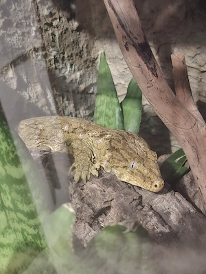 1.0 2 jahre, Riesengecko (Rhacodactylus Leachieanus) Bayonnaise 