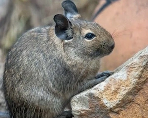 Dringende Suche nach einem artgerechten Degu-Gehege mit Zubehör