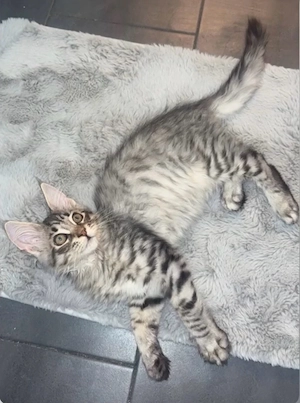Liebevolles Zuhause für unseren Maine Coon Kater gesucht