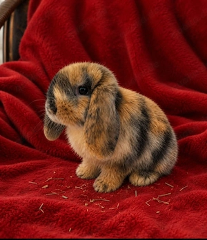 Kaninchen Zwergwidder Zwergkaninchen 