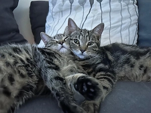 Finja & Frieda suchen gemeinsam ihr Für-immer-Zuhause