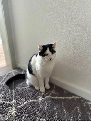 Katze sehr liebe Katze