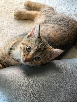  kitten abzugeben 