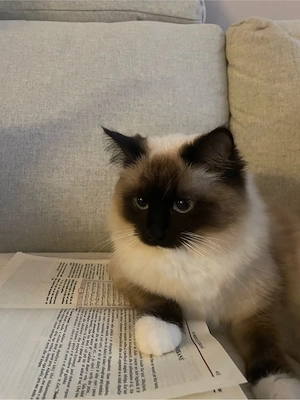 Wir suchen für unsere Katze ein neues Zuhause