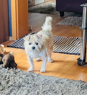 Kleiner Toto sucht ein neues Zuhause 