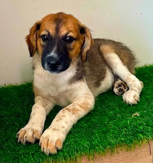 Welpenjunge Leo sucht sein Für immer Zuhause