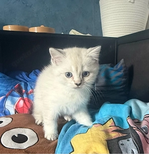 Zuckersüße BKH-Kitten suchen ein liebevolles Zuhause 