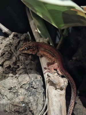 Wunderschöner Höckerkopfgecko  Piet  (Rhacodactylus auriculatus)   Red Stripe, 3 Jahre