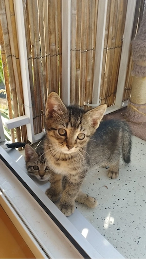 5 süsse Kitten 