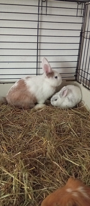 Zwergkaninchen Männlich